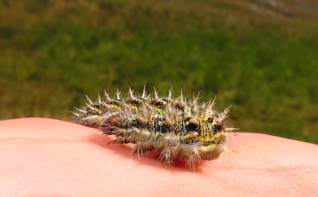 Bruco da identificare